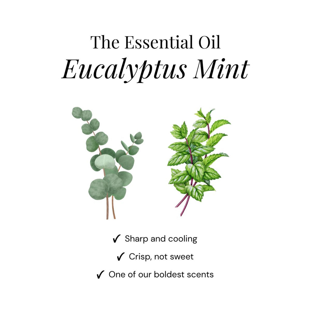 Pastilles de douche à l'eucalyptus - Lot de 15