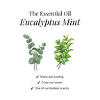 Pastilles de douche à l'eucalyptus - Lot de 15